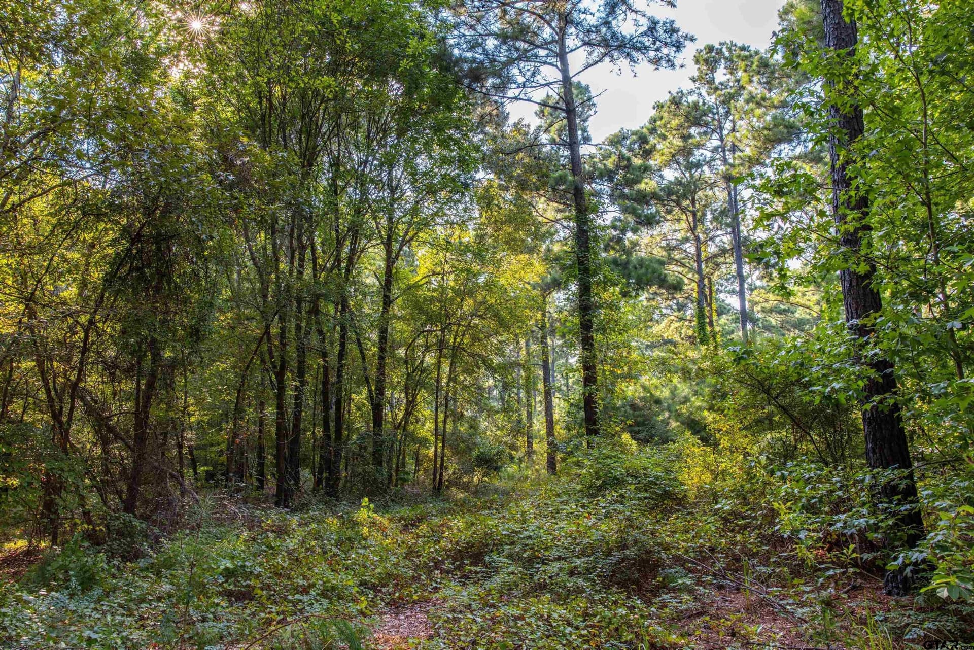 94.5 acres in Henderson County - photo 17