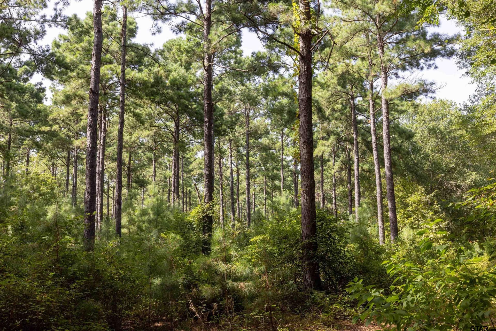 94.5 acres in Henderson County - photo 5