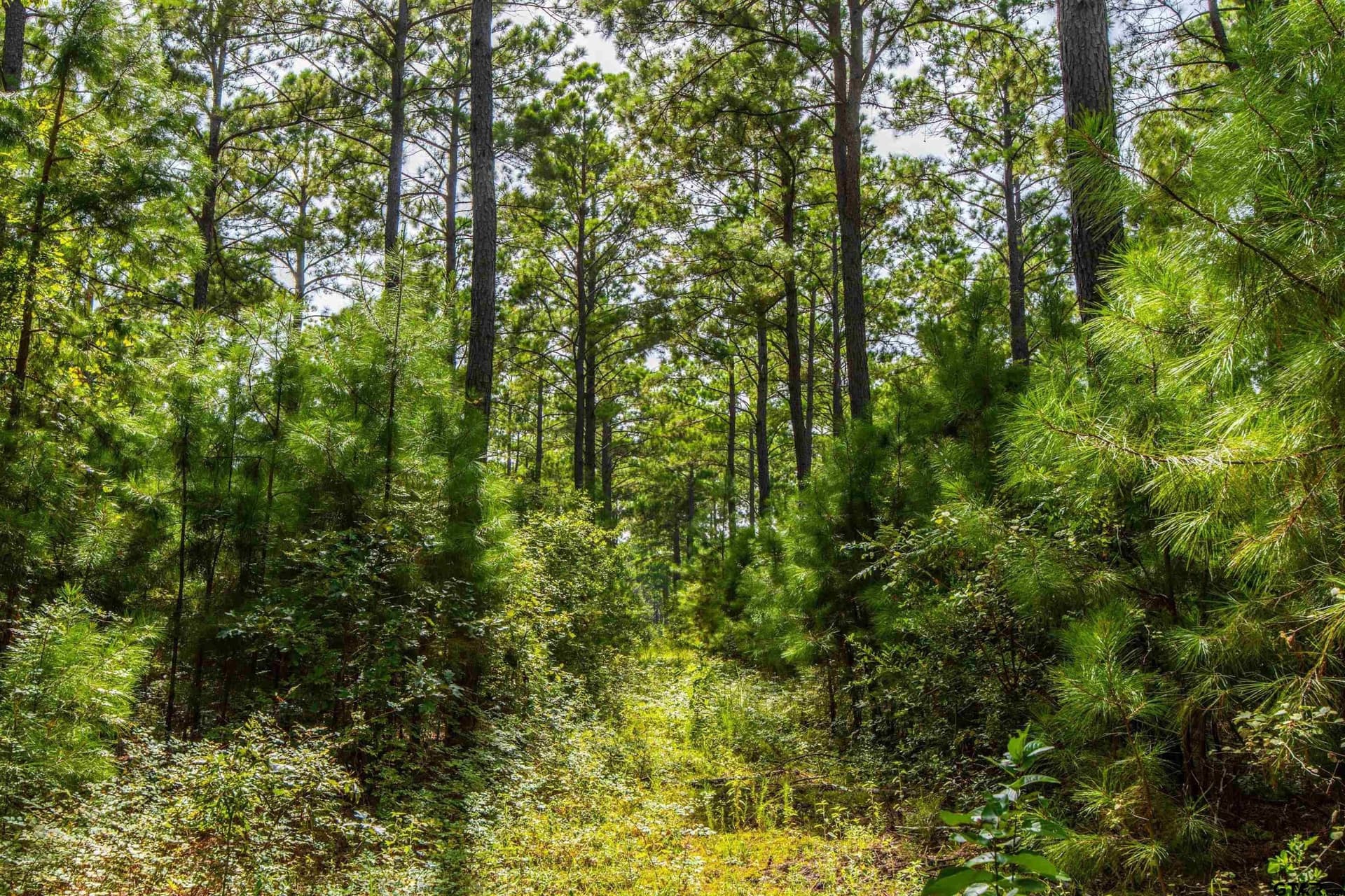 94.5 acres in Henderson County - photo 10