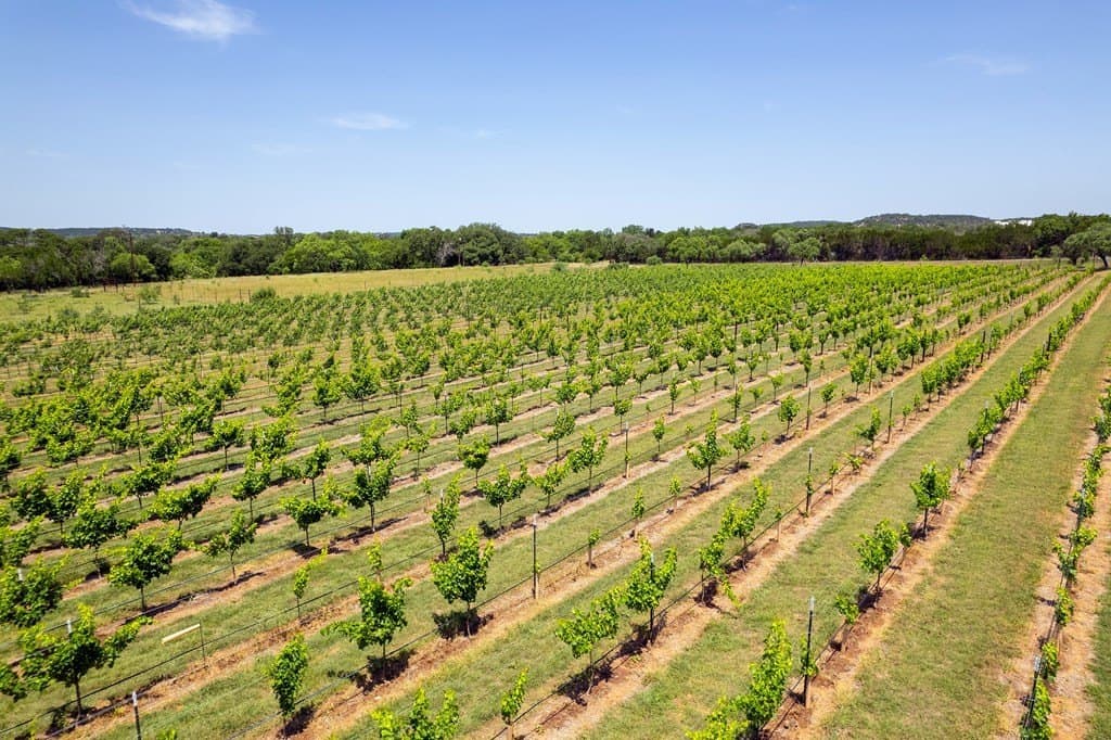 95.53 acres in Gillespie County gallery image 3