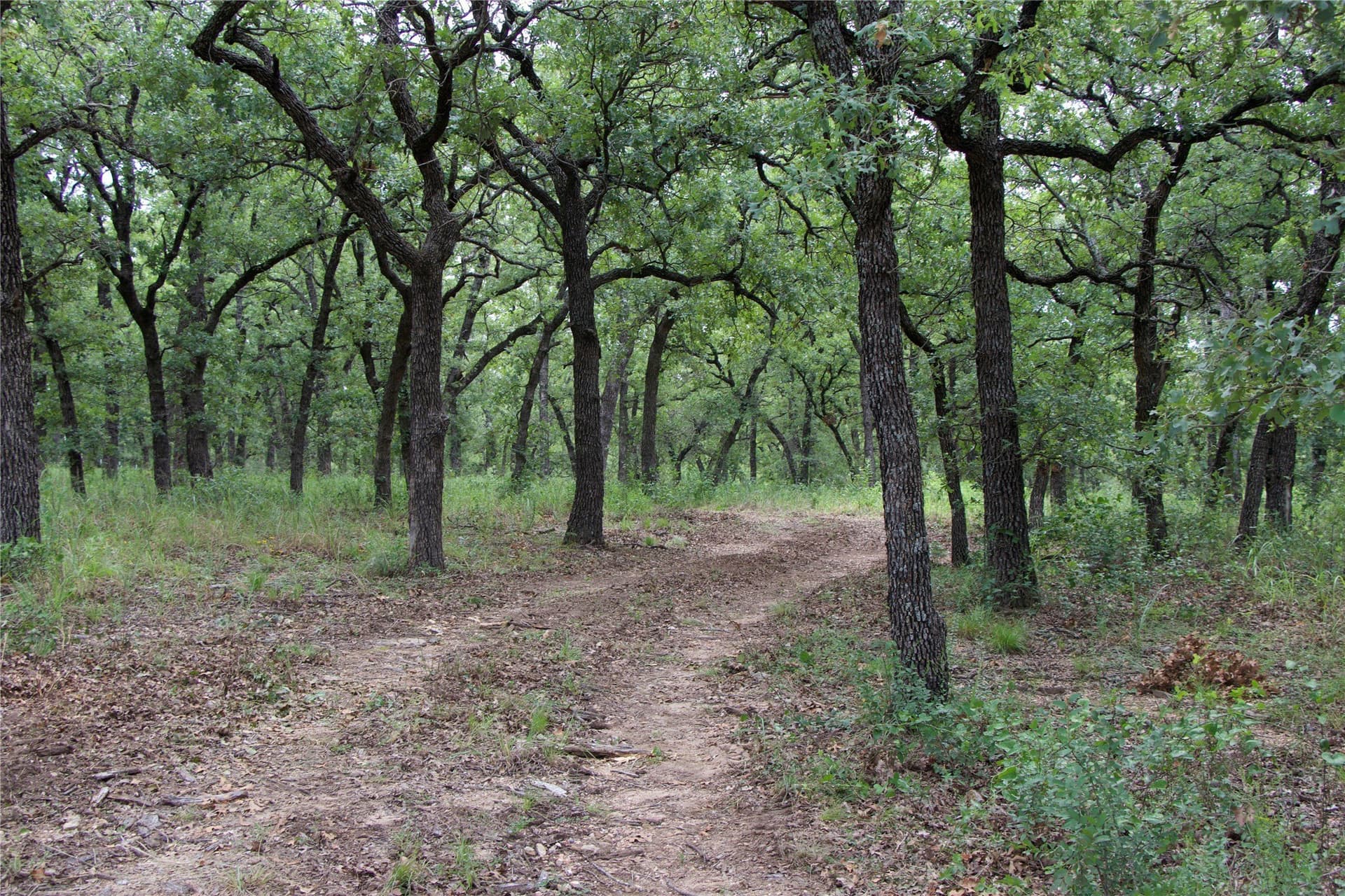 18.07 acres in Wise County gallery image 3