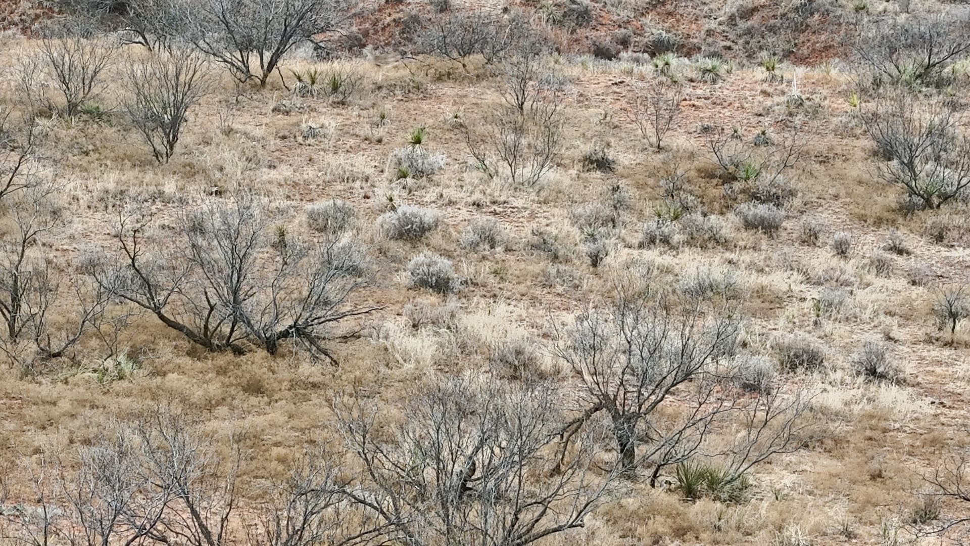 320 acres in Cottle County gallery image 2