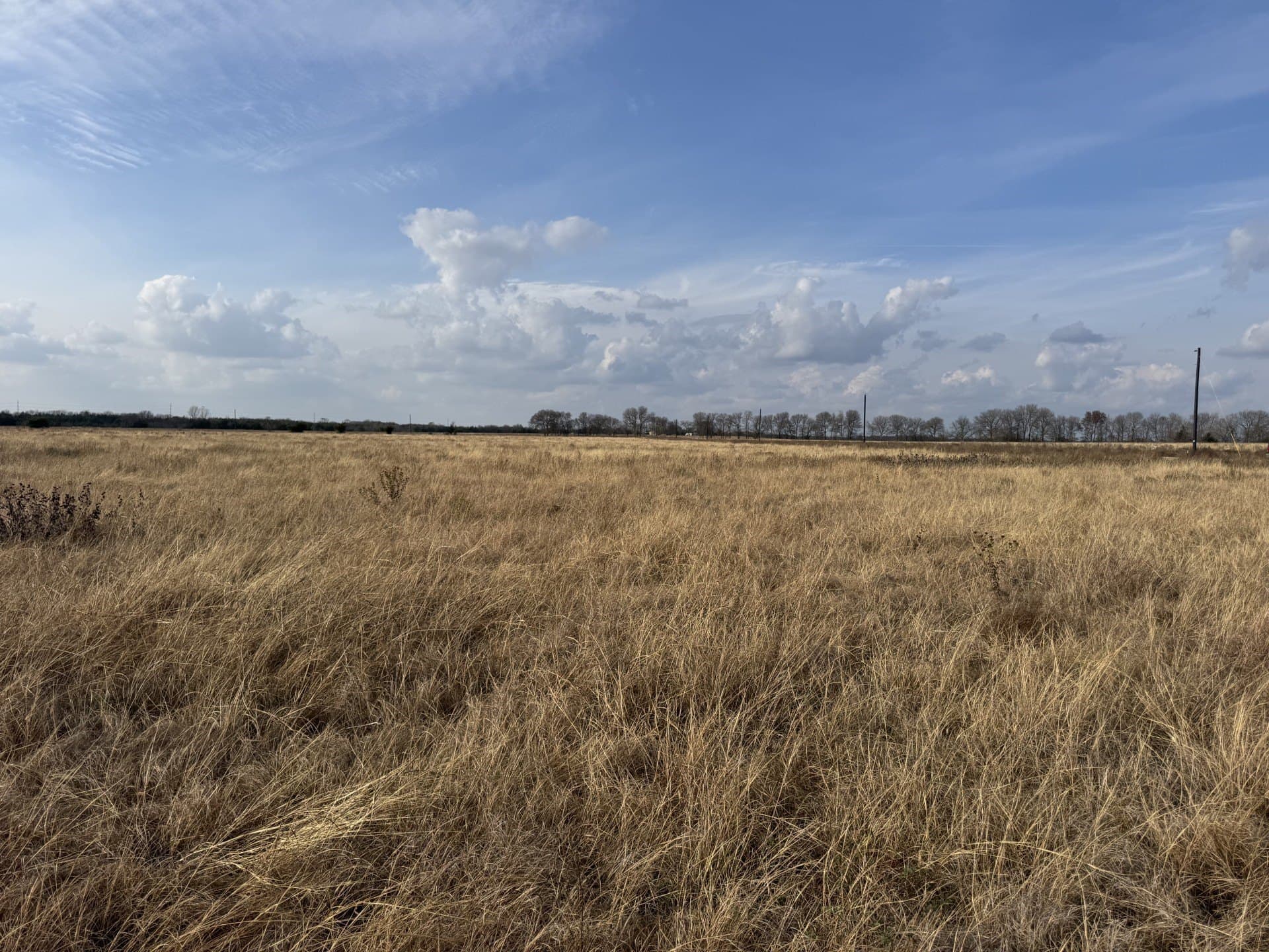 10.01 acres in Lamar County gallery image 3