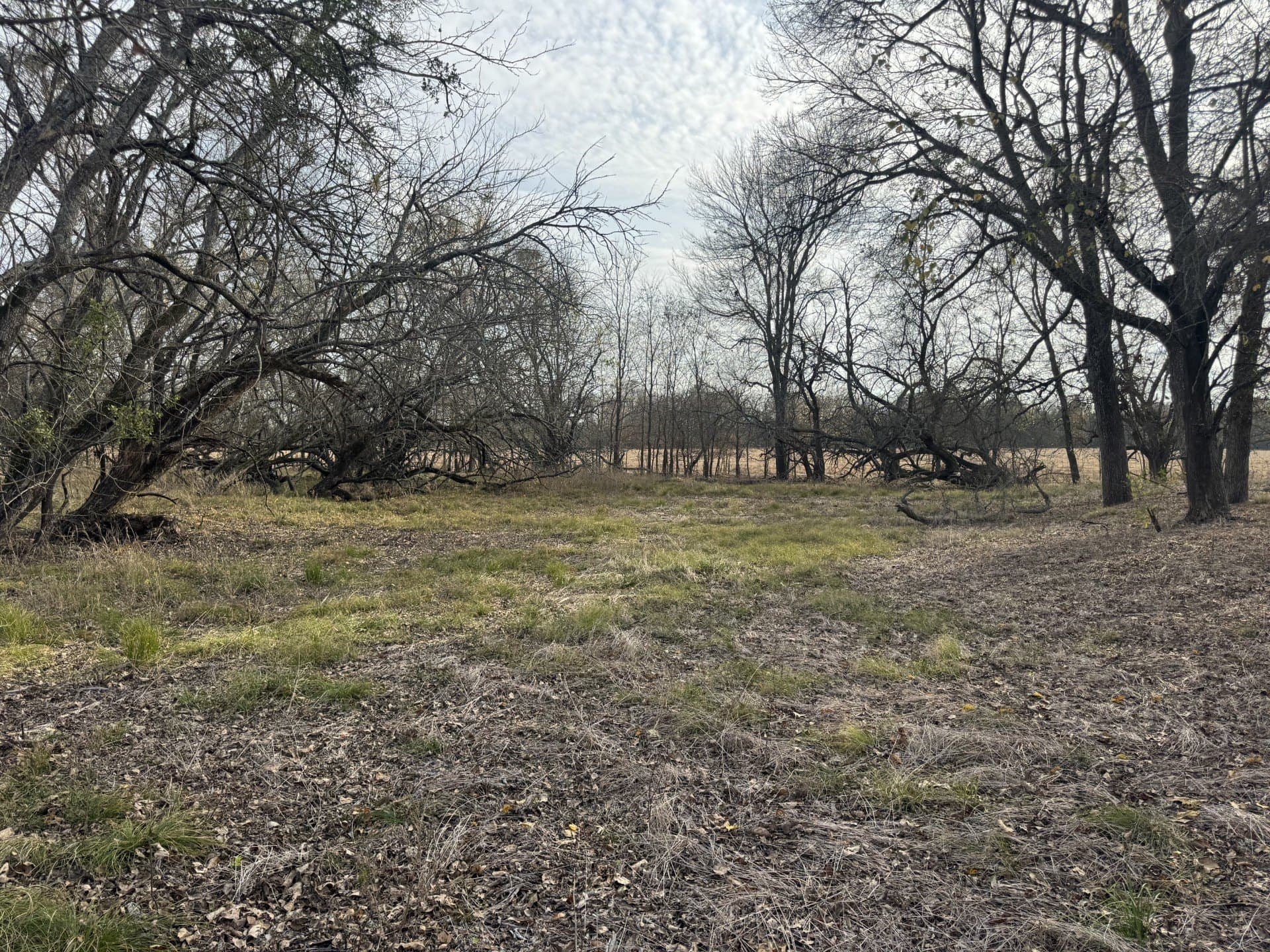 10.01 acres in Lamar County gallery image 4