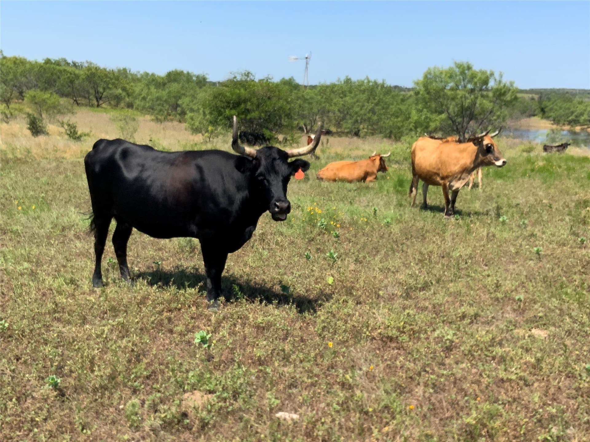 199.01 acres in Comanche County - photo 26