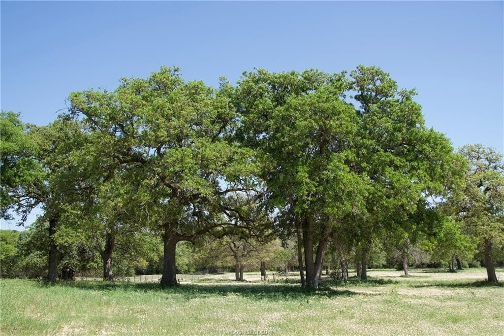 10 acres in Bastrop County gallery image 3