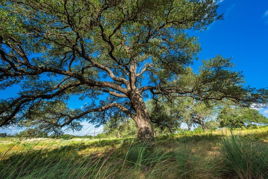 40 acres in Blanco County - photo 15