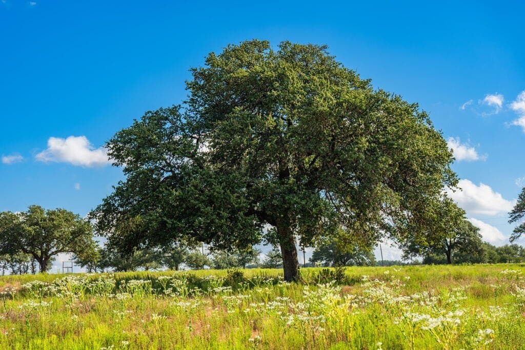 40 acres in Blanco County - photo 17