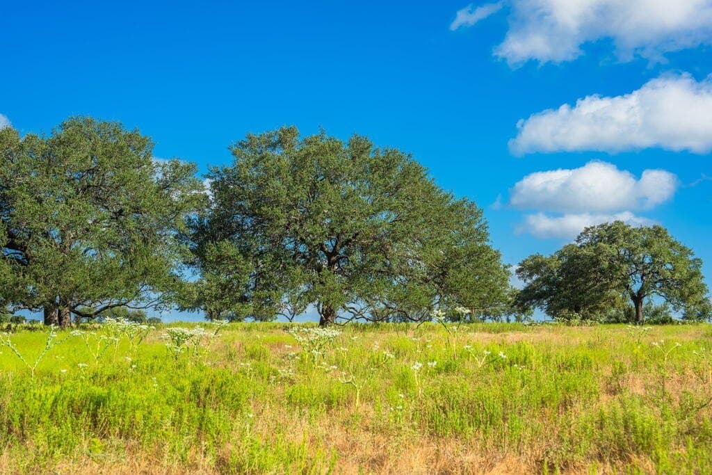 40 acres in Blanco County - photo 11
