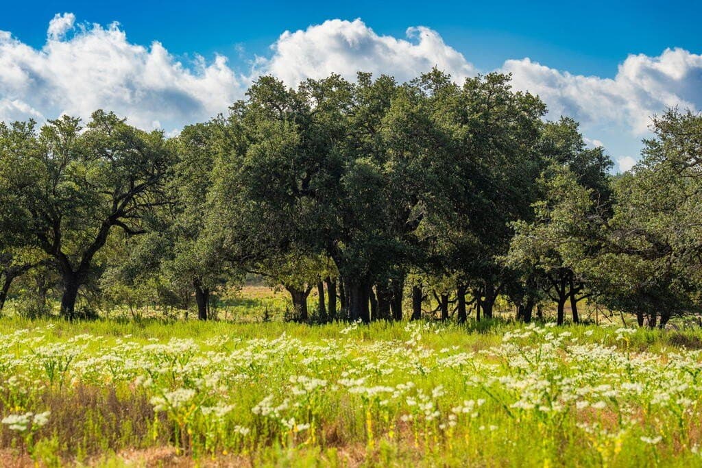 40 acres in Blanco County - photo 19
