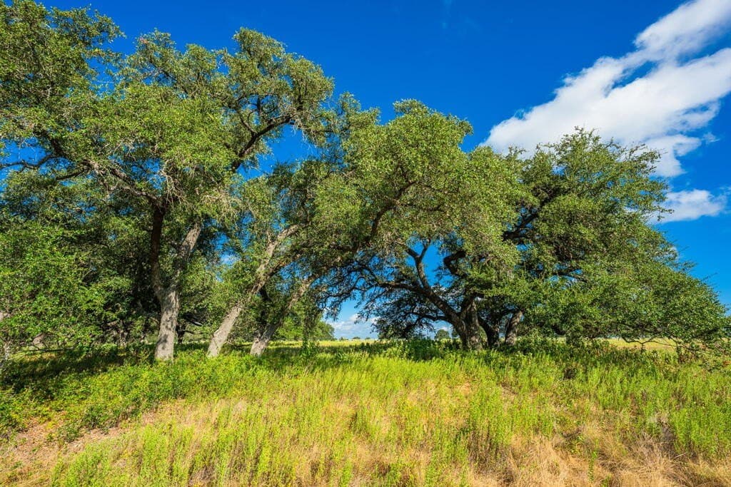 40 acres in Blanco County - photo 14