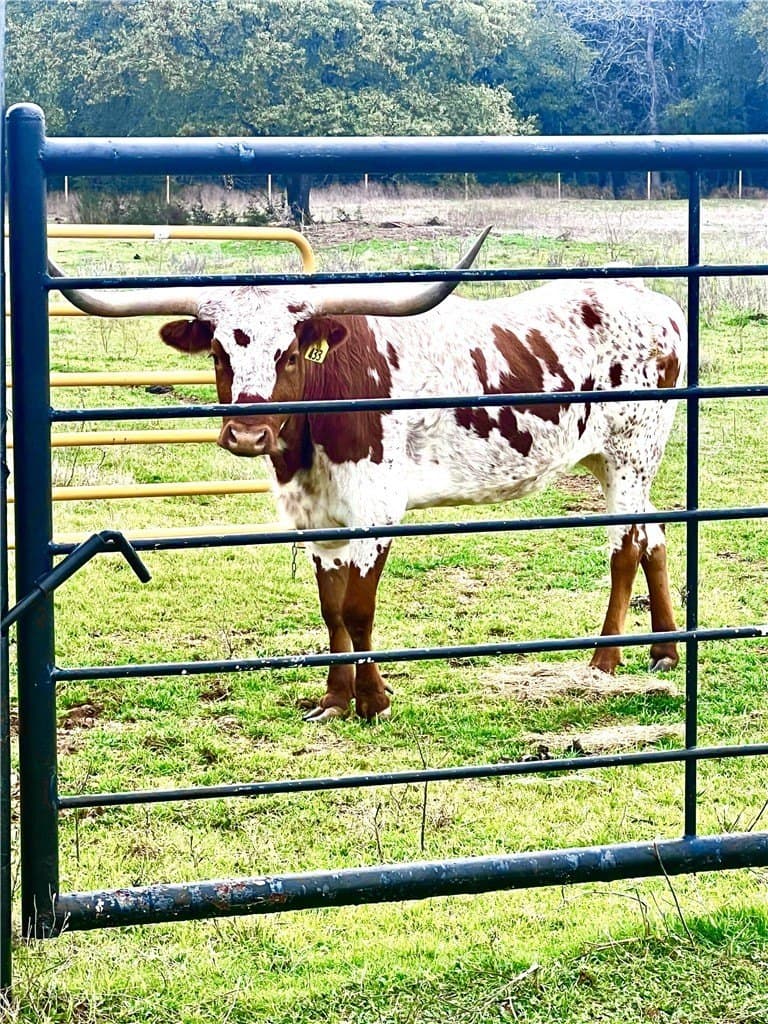 15 acres in McLennan County - photo 2