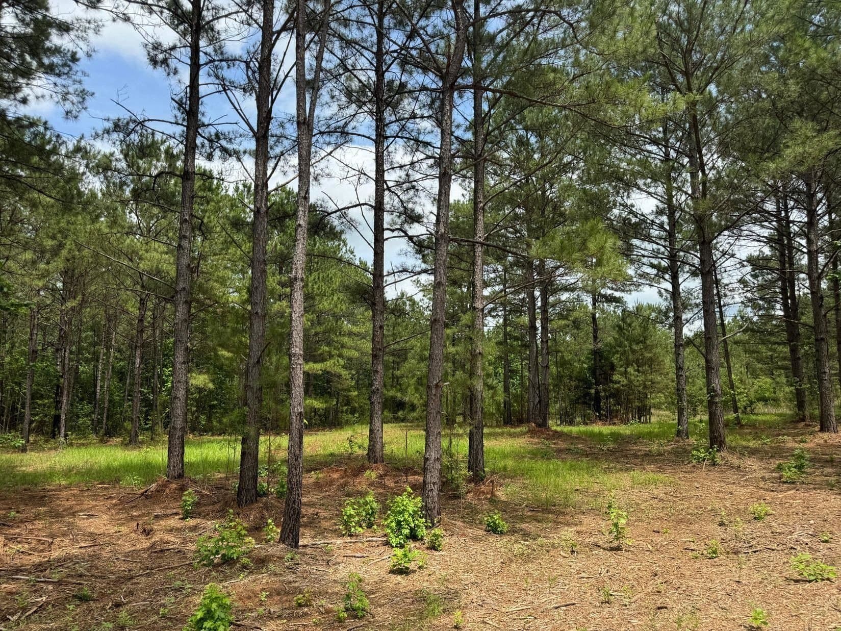 8.42 acres in Marion County - photo 11