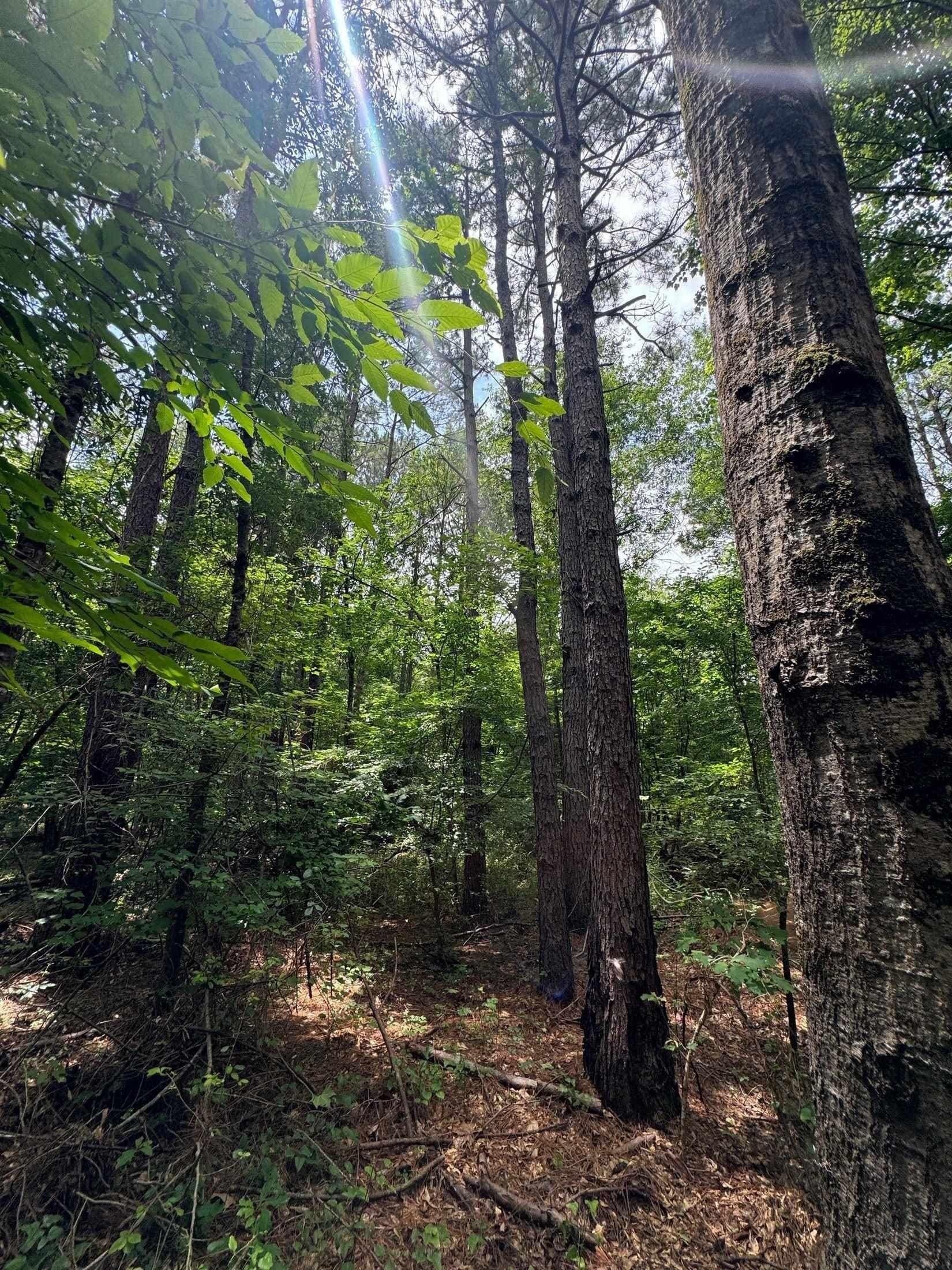 8.42 acres in Marion County - photo 12