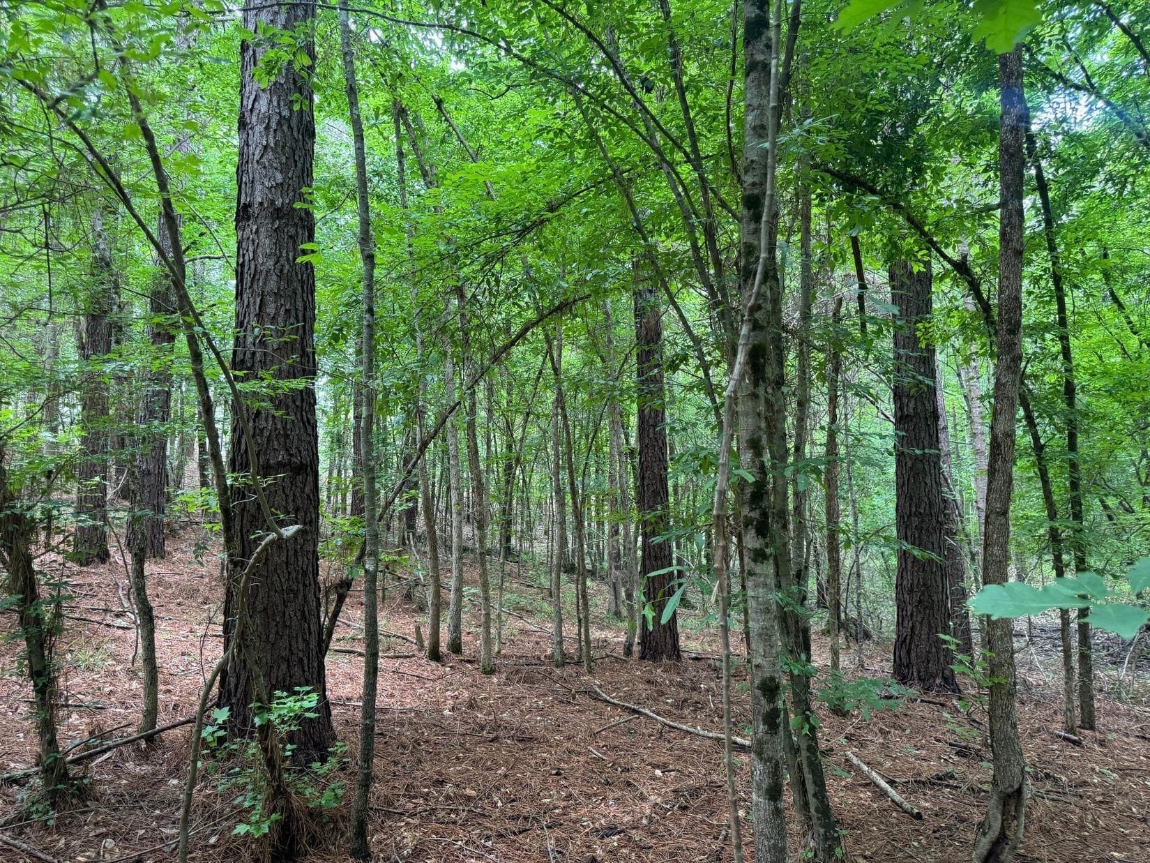 8.42 acres in Marion County - photo 8
