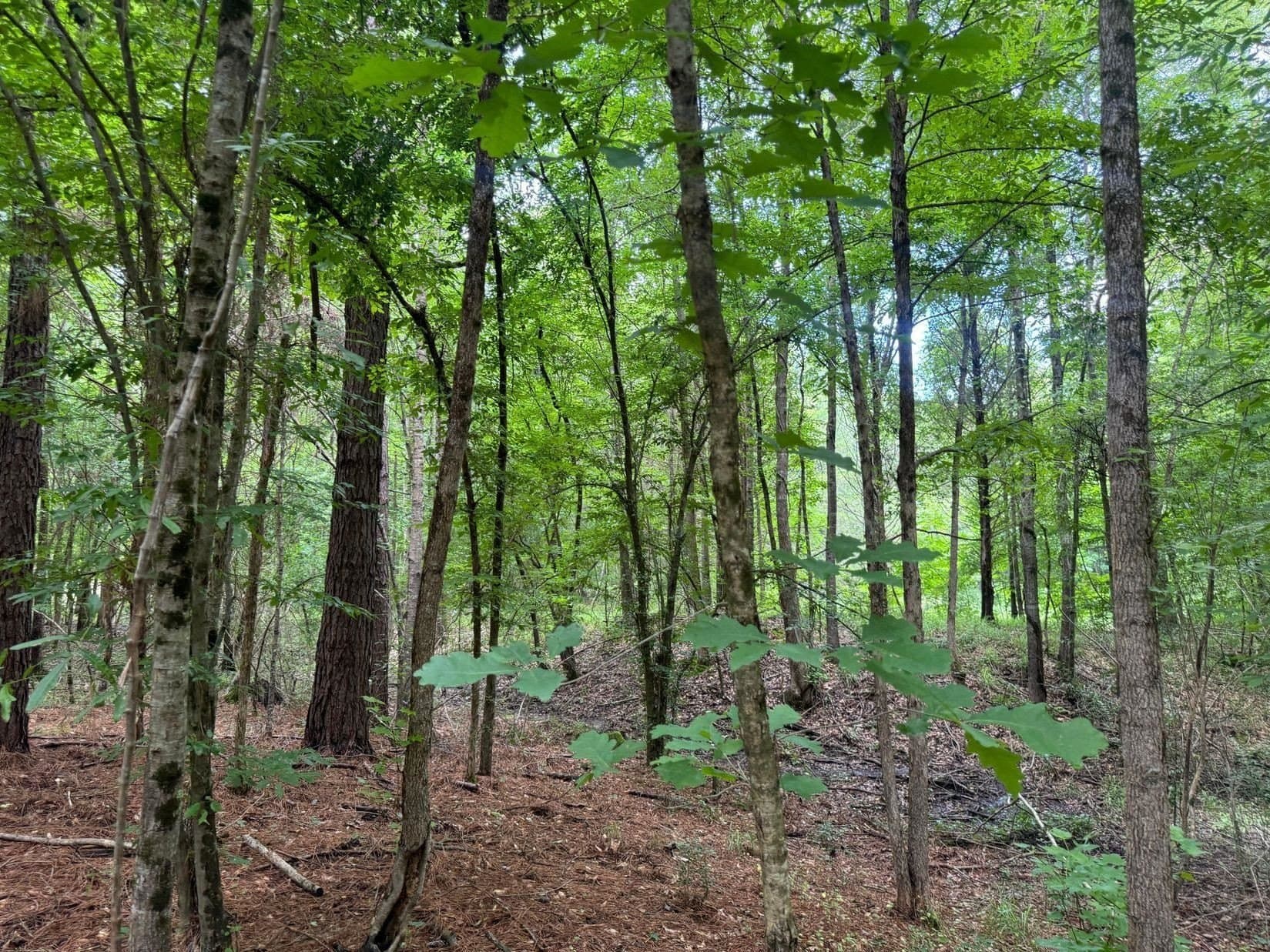8.42 acres in Marion County - photo 7