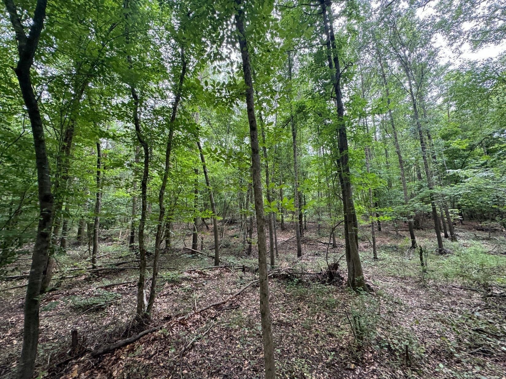 8.42 acres in Marion County - photo 9