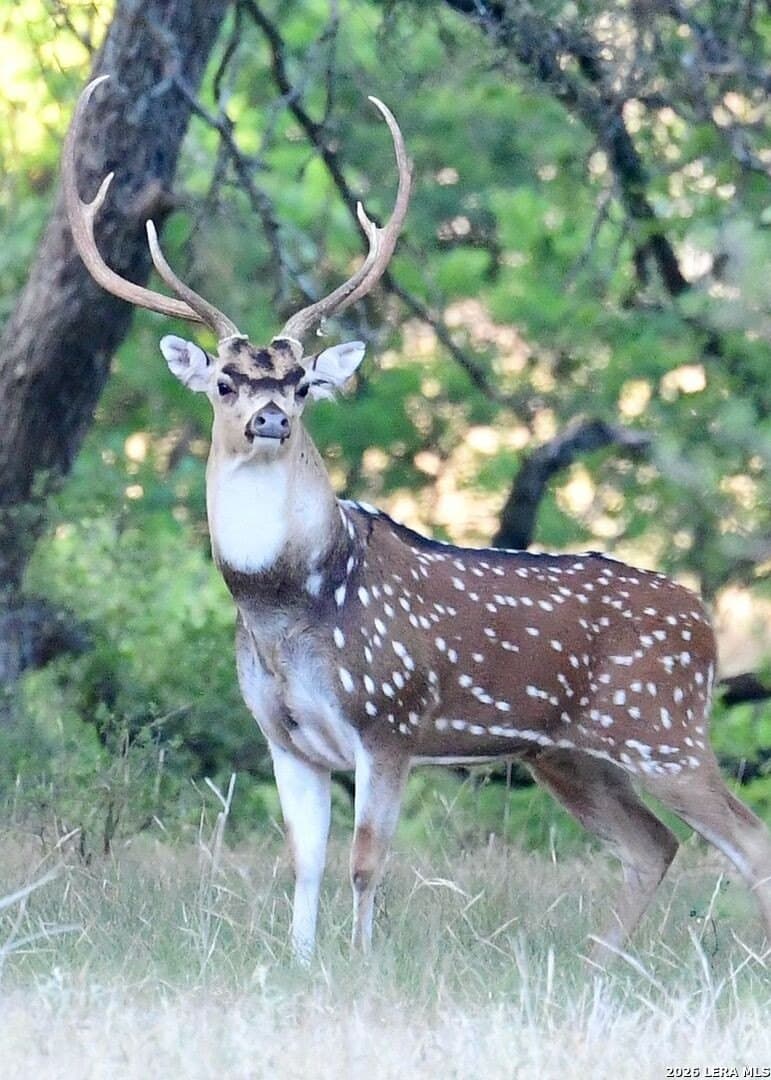 500 acres in Kendall County - photo 12