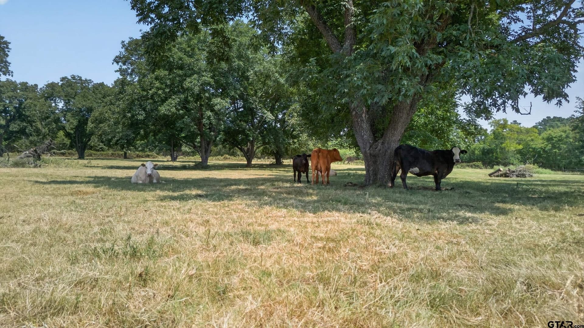 73.9 acres in Anderson County - photo 20