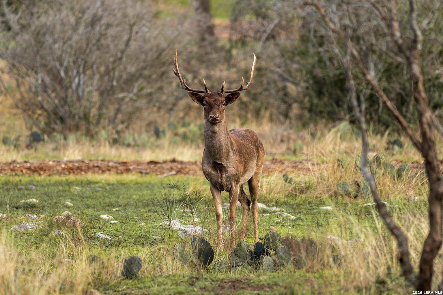 5.04 acres in Blanco County - photo 15
