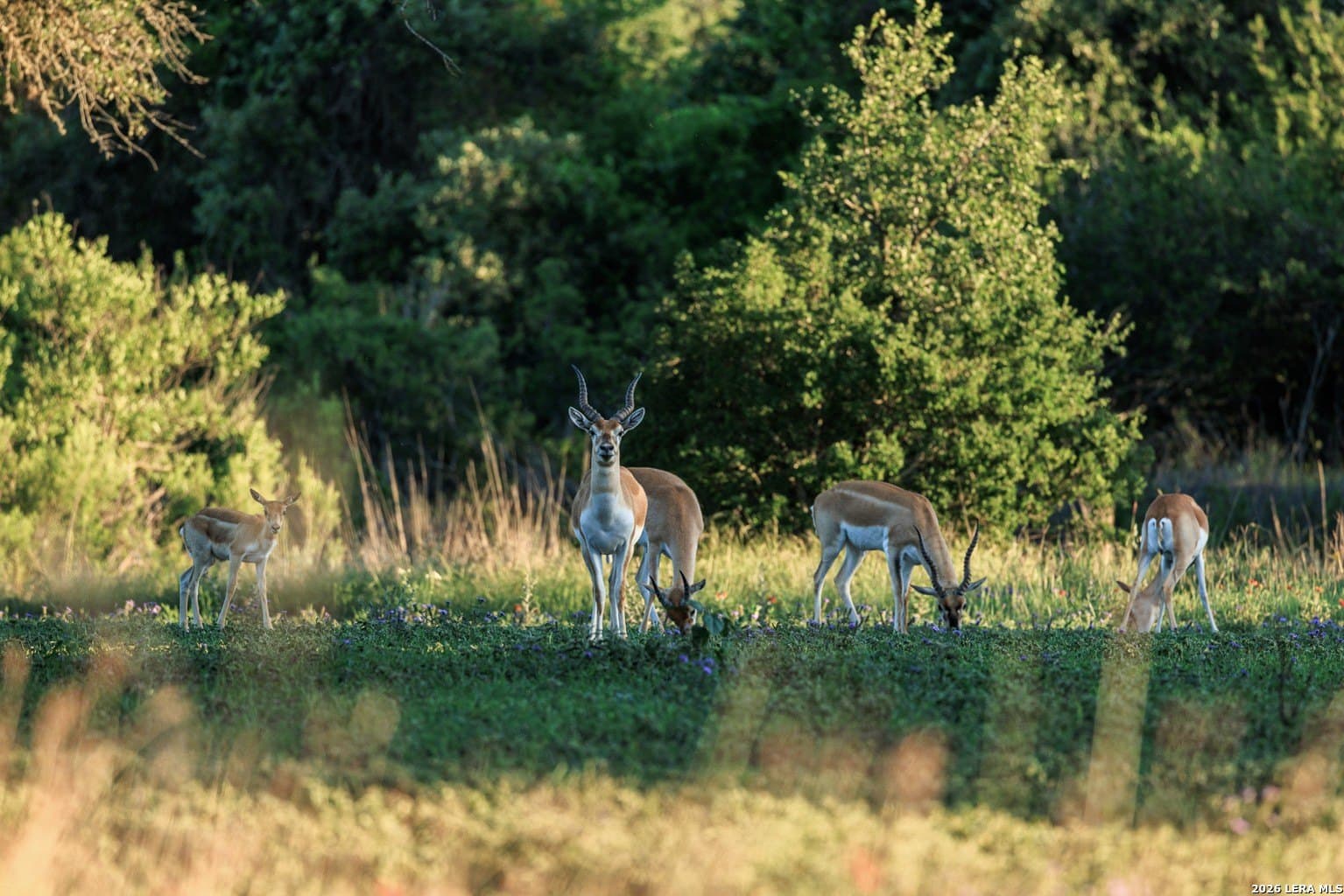 5.04 acres in Blanco County - photo 5