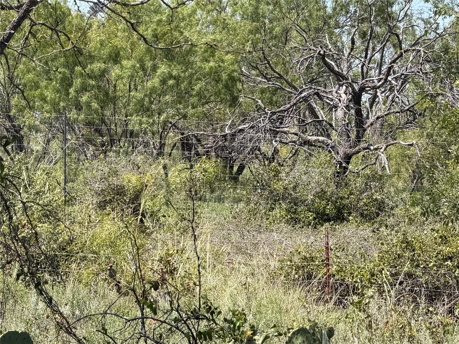 18.75 acres in Eastland County - photo 7