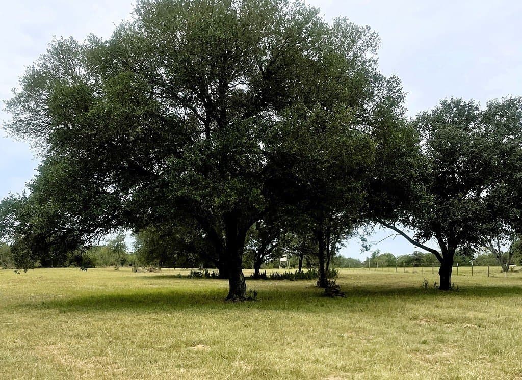 19.05 acres in Lavaca County - photo 18