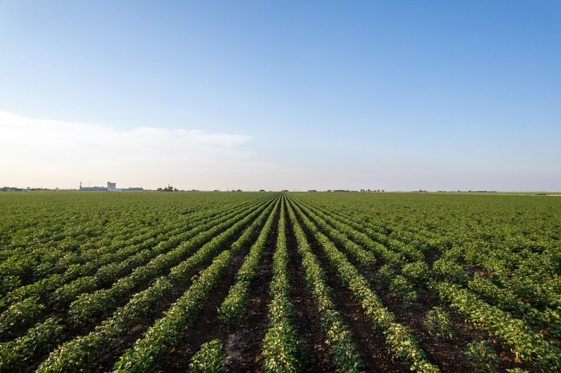 10.01 acres in Hale County gallery image 2