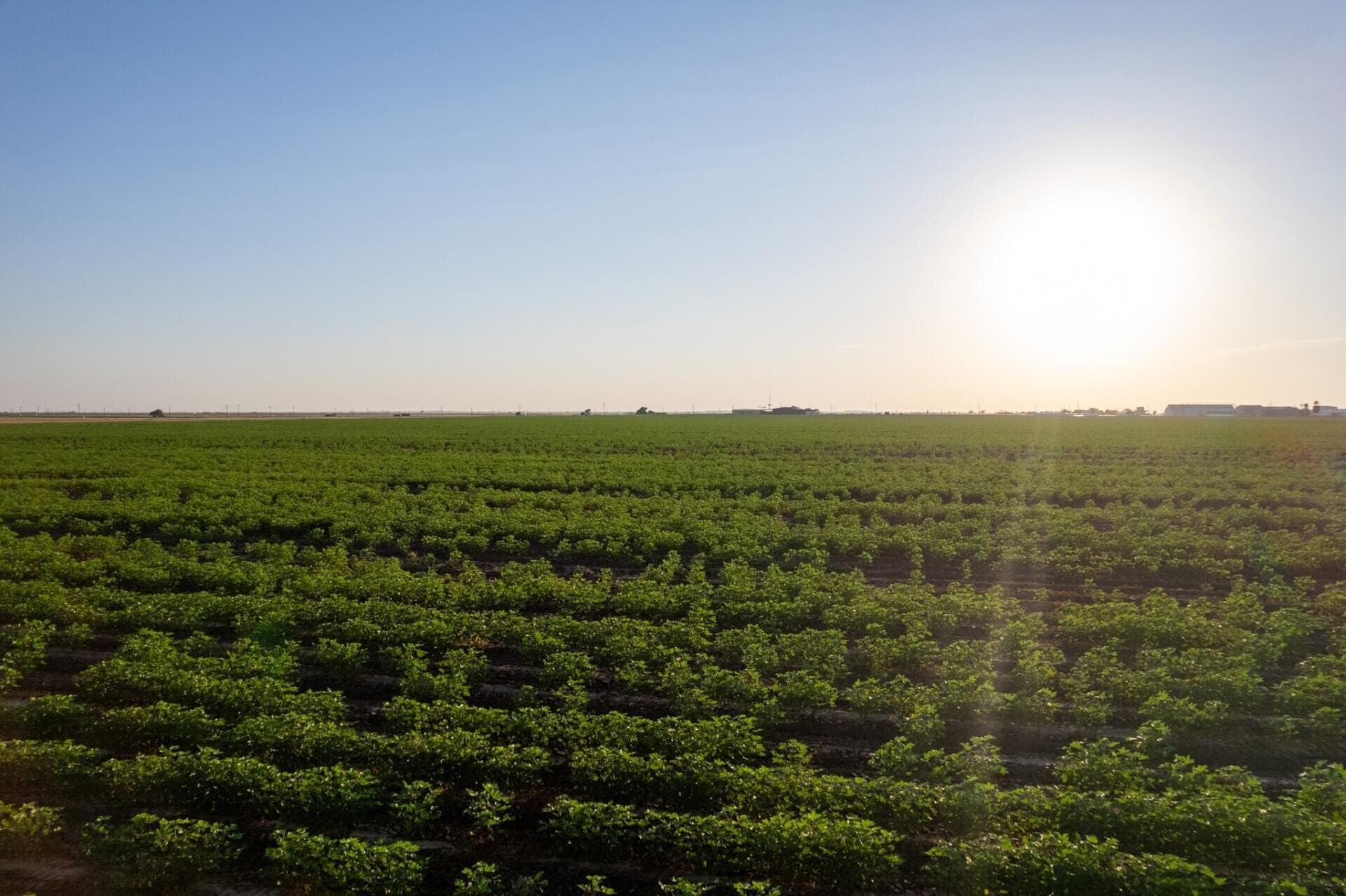 10.01 acres in Hale County gallery image 4