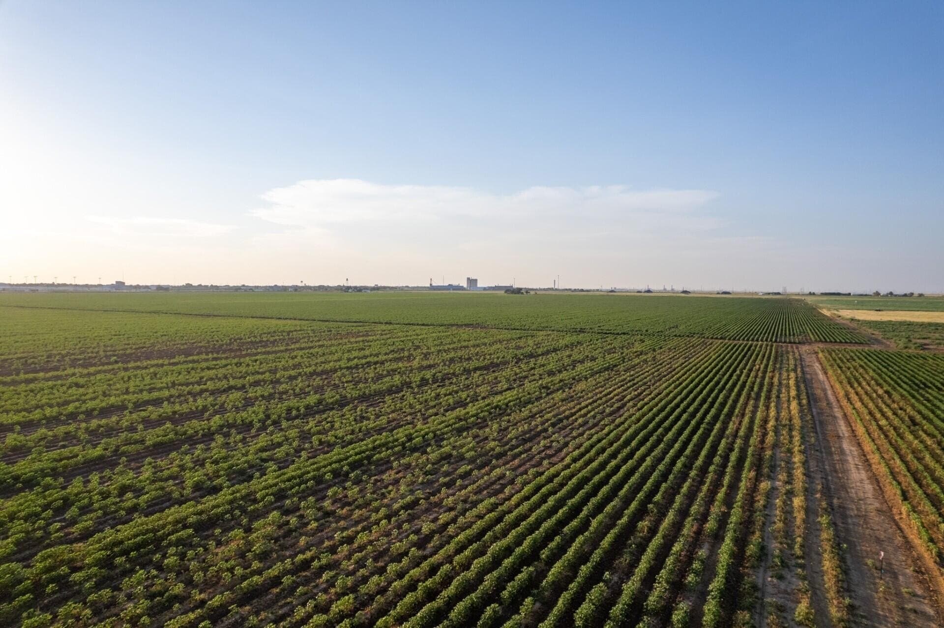 10.01 acres in Hale County gallery image 3