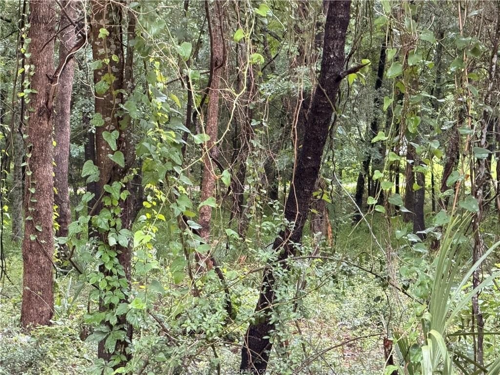 0.24 acres in Montgomery County - photo 10