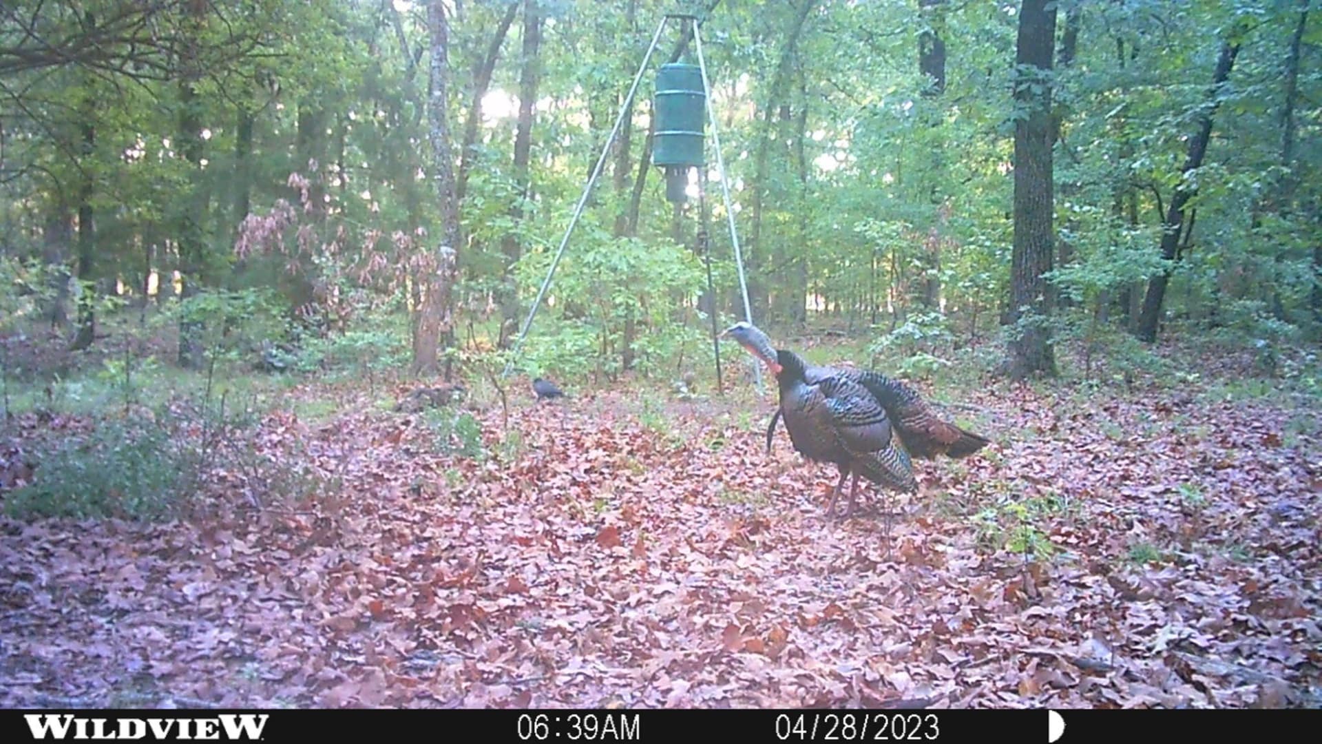 20.39 acres in Lamar County - photo 17