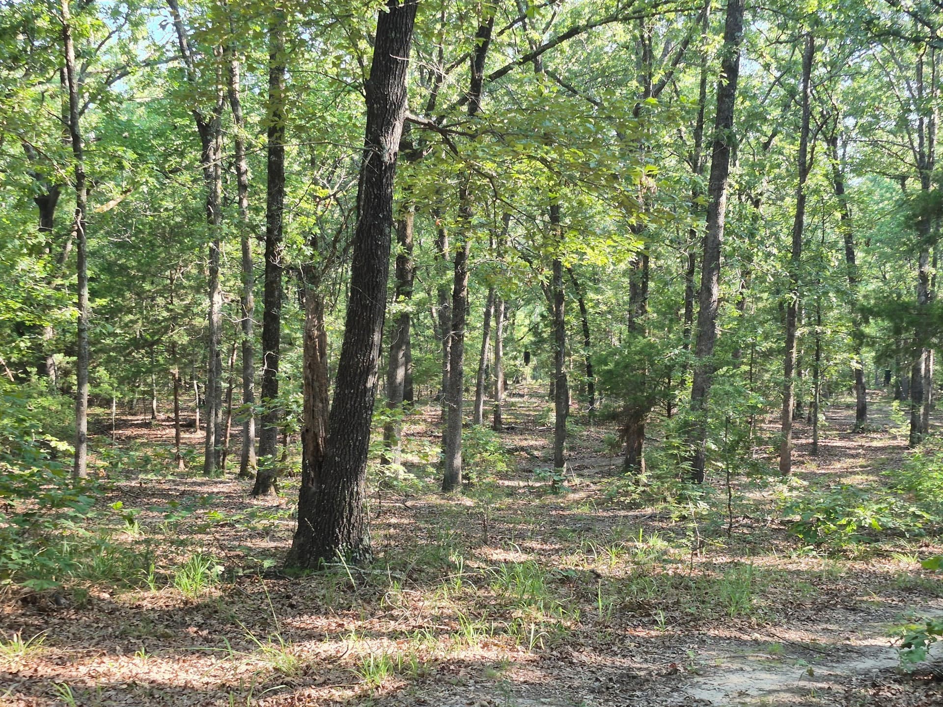 20.39 acres in Lamar County - photo 12