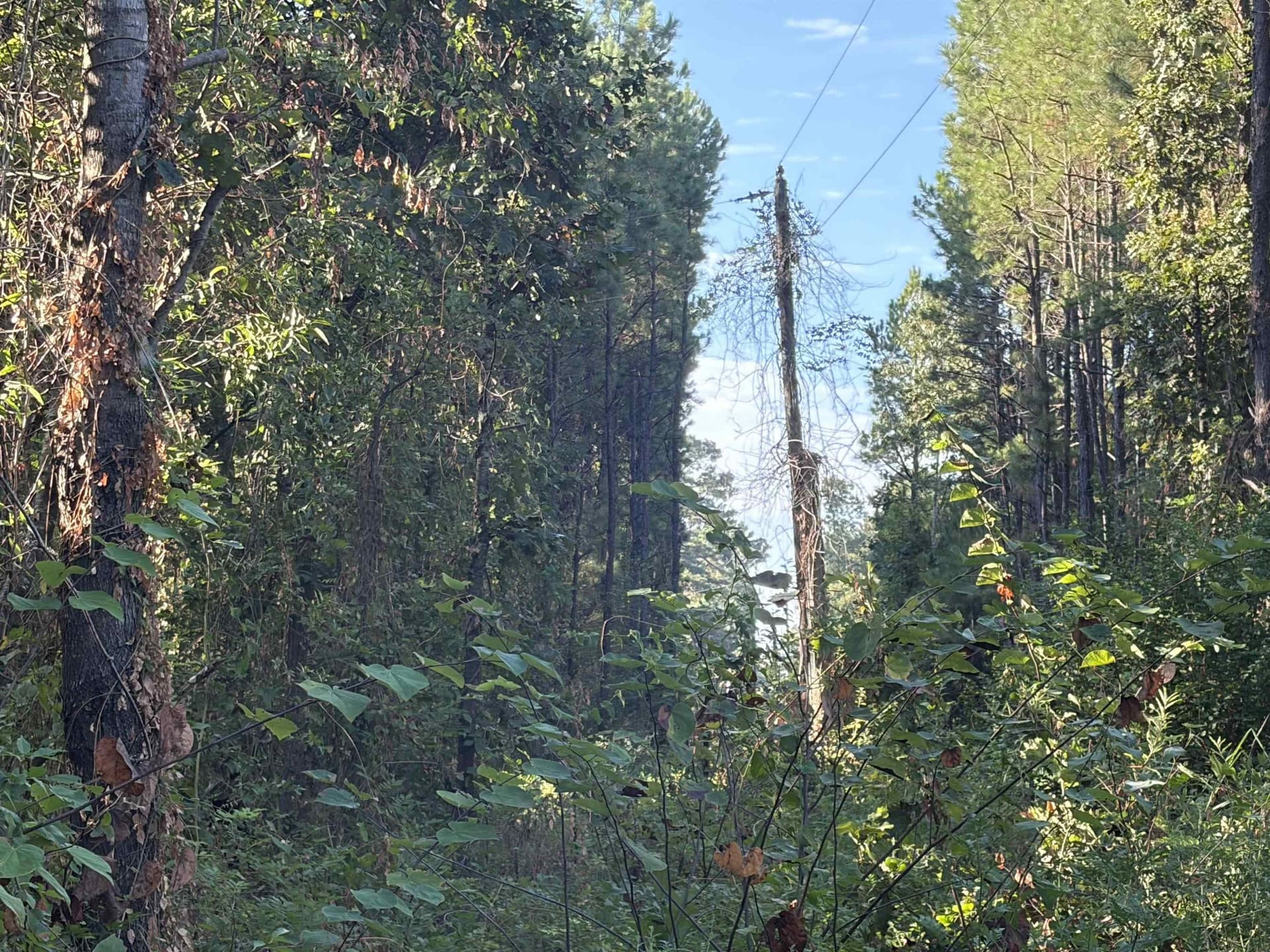 1 acres in Harrison County - photo 6