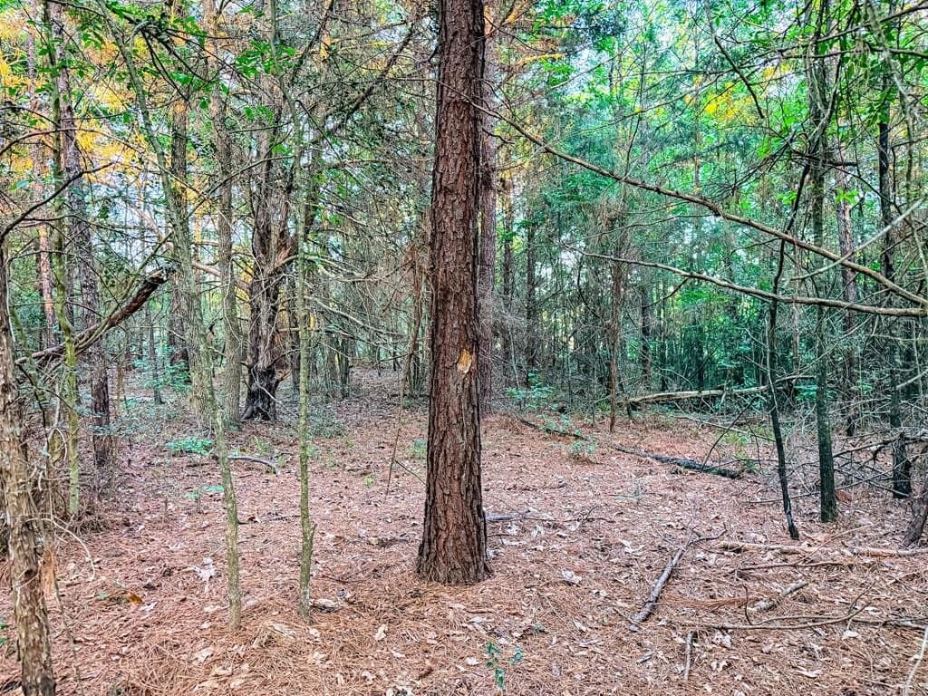 16 acres in Texas County - photo 37