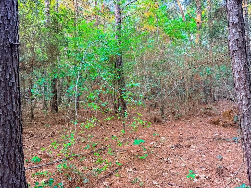 16 acres in Texas County - photo 38