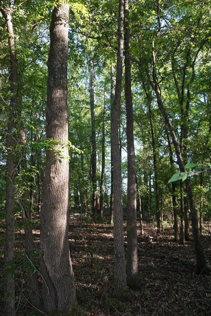 6 acres in HENDERSON County - photo 13