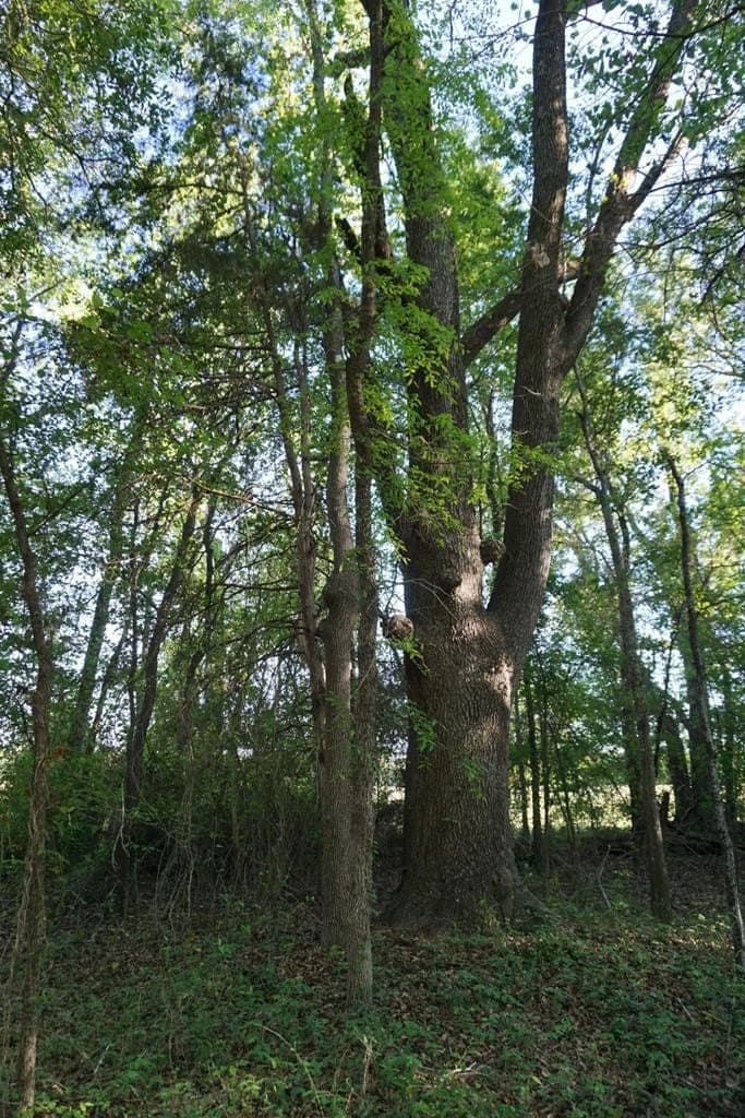6 acres in HENDERSON County - photo 14