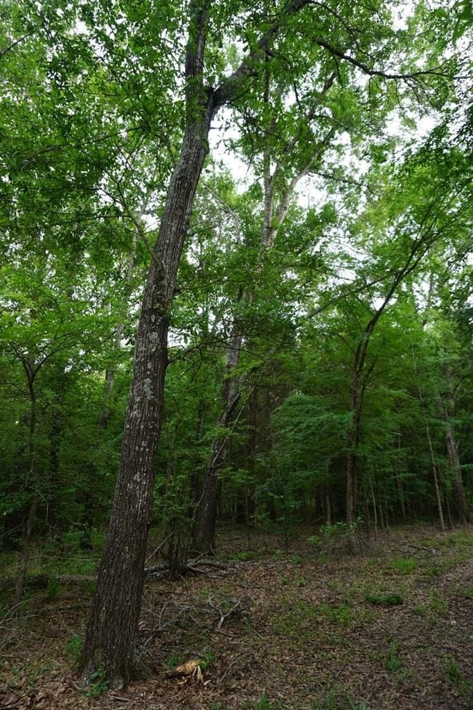 6 acres in HENDERSON County - photo 23