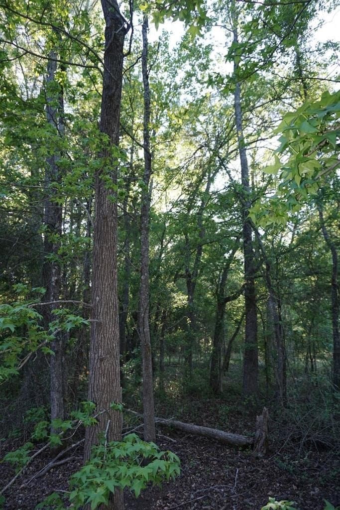 6 acres in HENDERSON County - photo 7