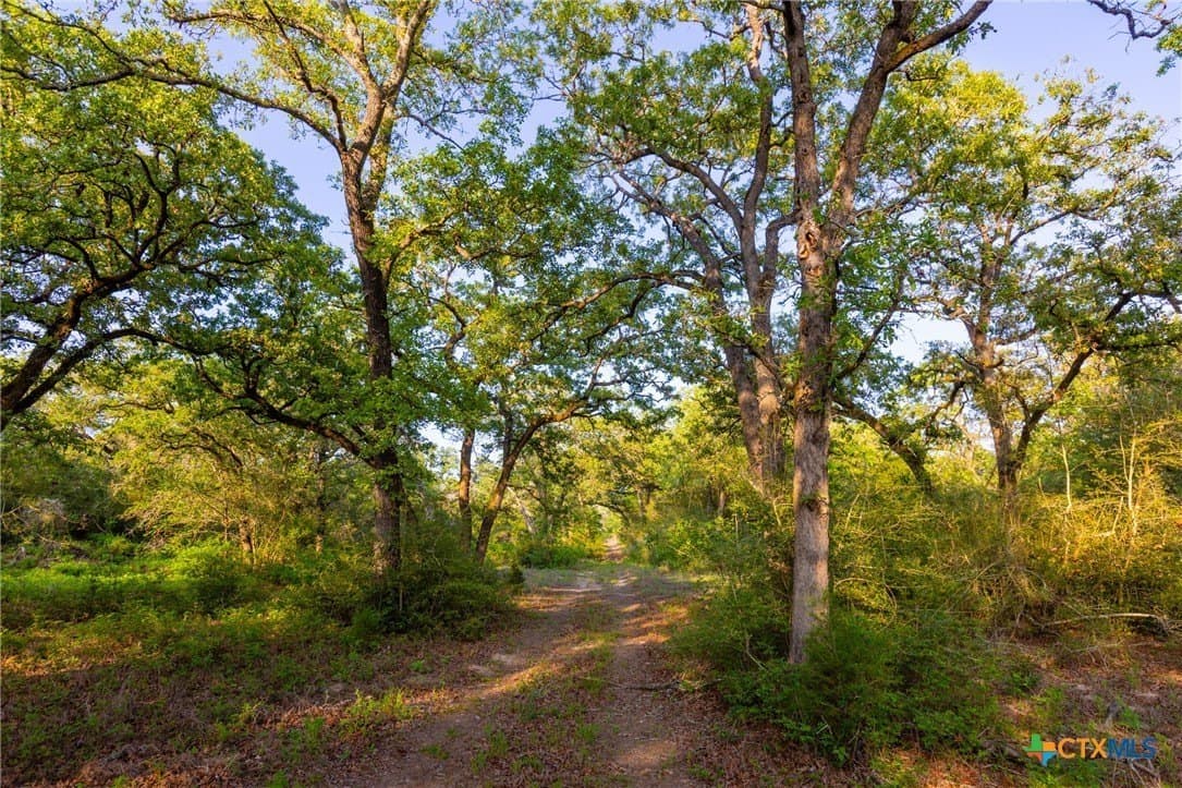 189 acres in Milam County gallery image 4
