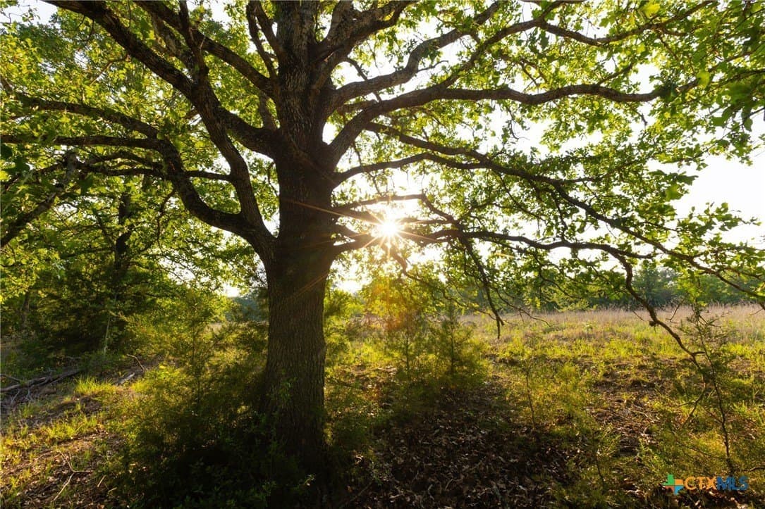 189 acres in Milam County - photo 13