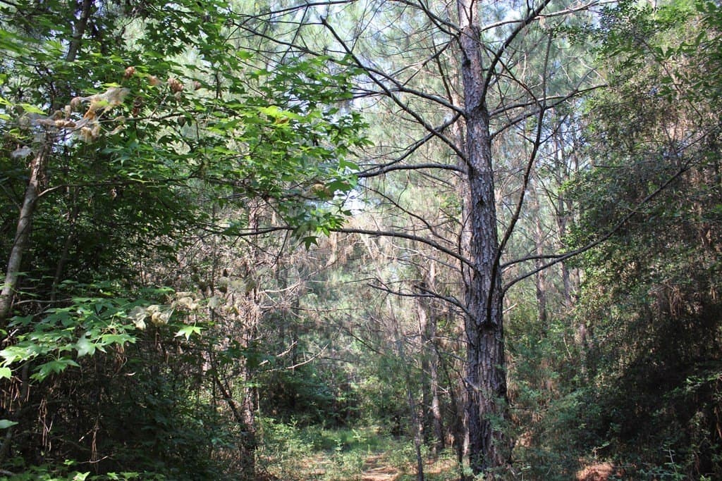 32 acres in Texas County gallery image 3