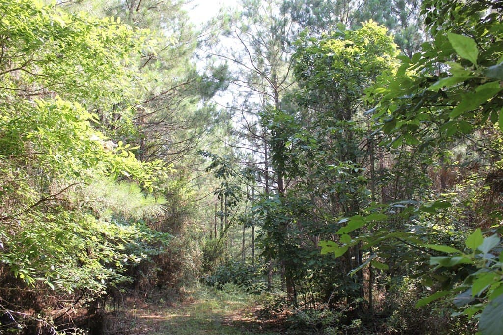 32 acres in Texas County gallery image 4