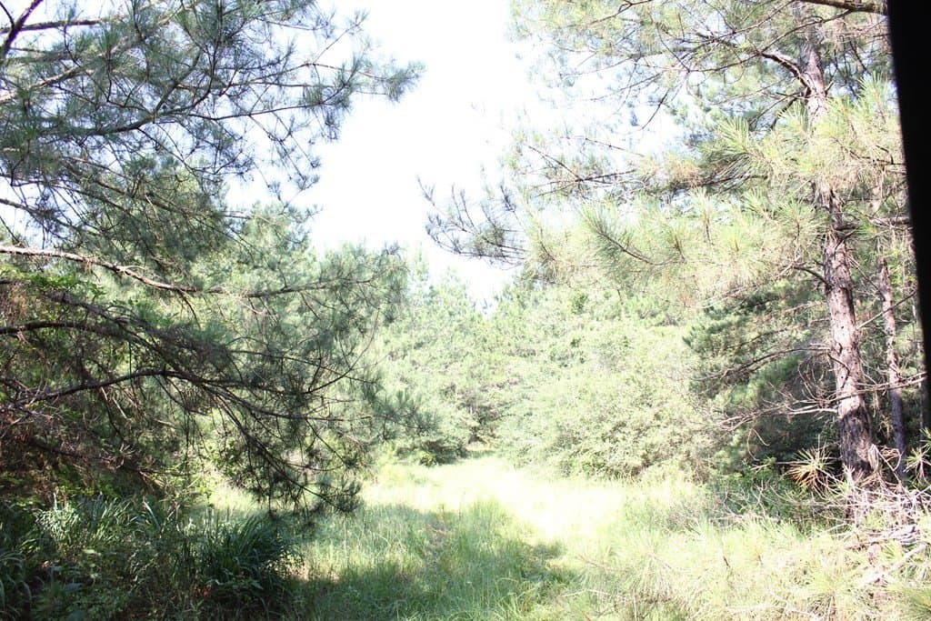 32 acres in Texas County featured view