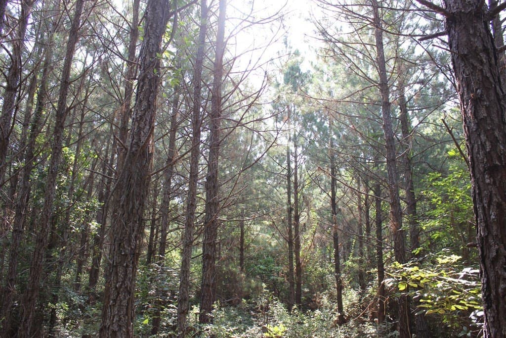 32 acres in Texas County gallery image 2