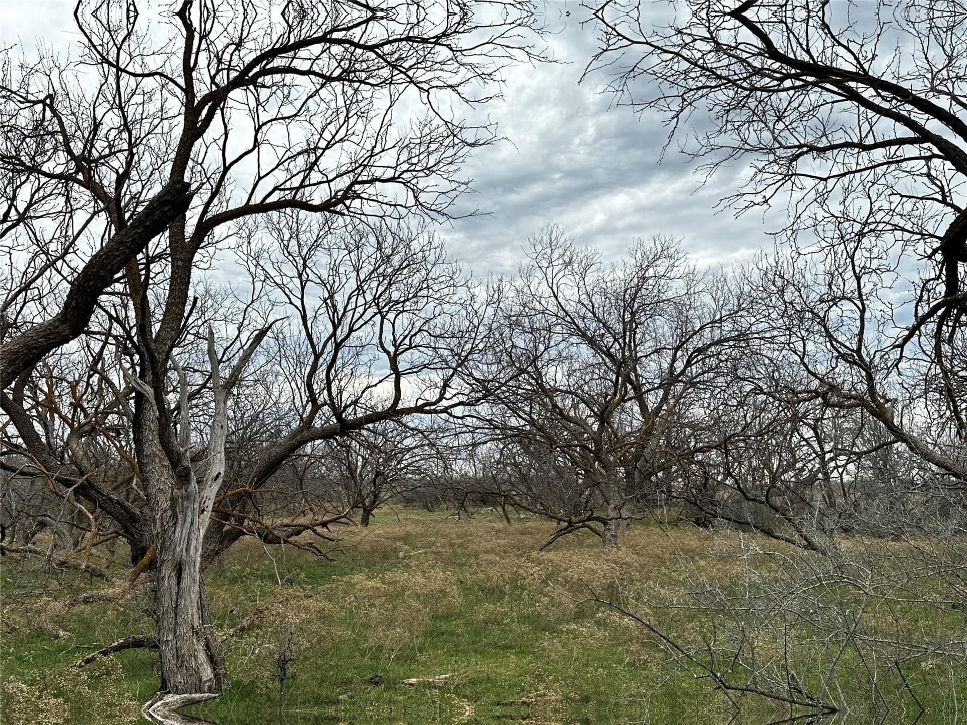 27 acres in Callahan County - photo 4