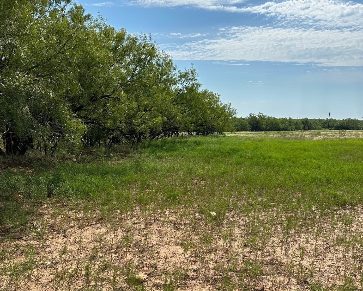 27 acres in Callahan County - photo 3