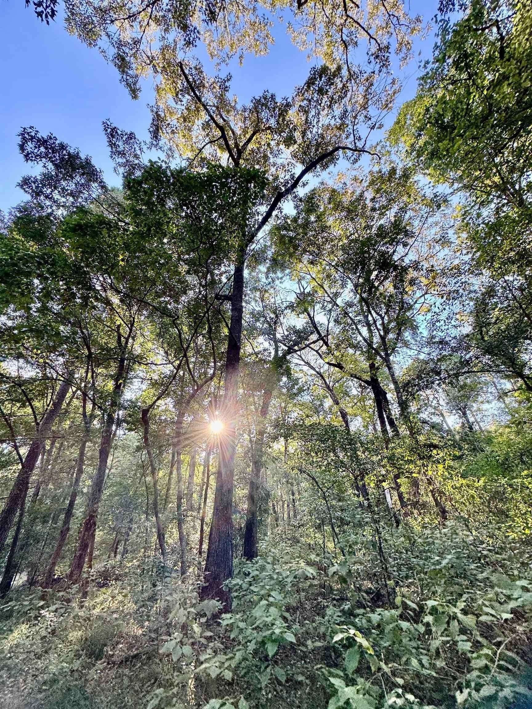 5 acres in Cass County - photo 10