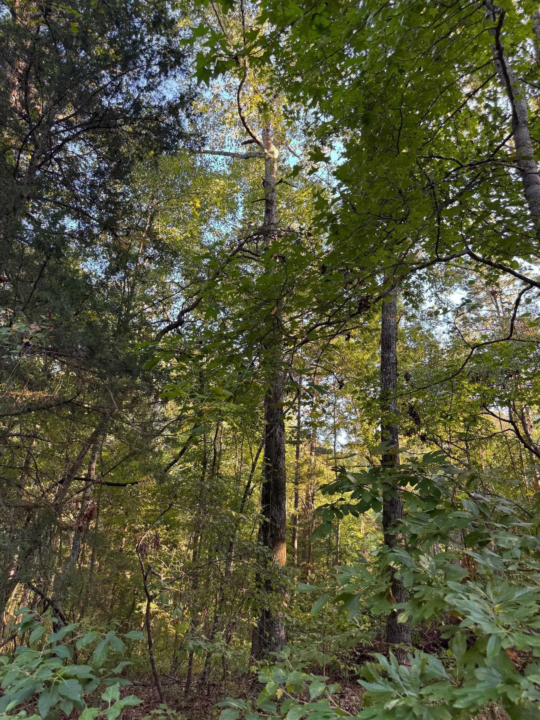 5 acres in Cass County - photo 15